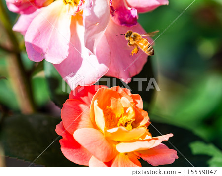 A beautiful early summer scene: fragrant, beautiful, blooming spring roses and cute bees A beautiful early summer scene: fragrant, beautiful, blooming spring roses and cute bees 115559047