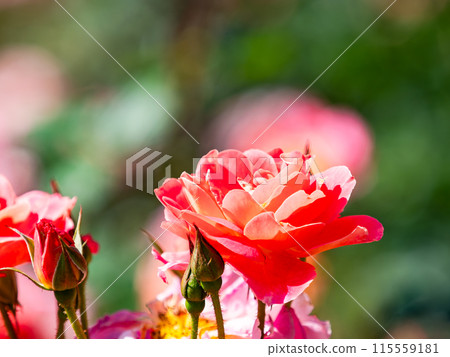 Beautiful early summer scenery, spring roses in full bloom with scented beauty 115559181