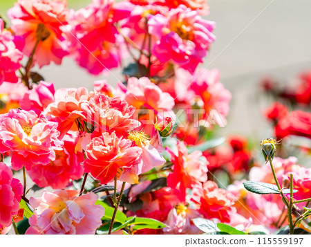 Beautiful early summer scenery, spring roses in full bloom with scented beauty Beautiful early summer scenery, spring roses in full bloom with scented beauty 115559197