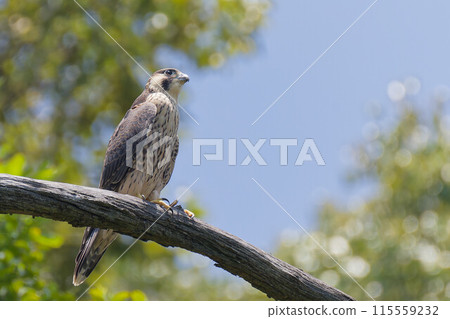 A young Peregrine Falcon leaves the nest and rests on a tree branch A young Peregrine Falcon leaves the nest and rests on a tree branch 115559232