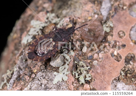 生物 昆蟲：六月樹林裡的黑白臭蟲。顯然它們來這裡是為了繁殖… 115559264