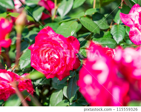 Beautiful early summer scenery, spring roses in full bloom with scented beauty 115559326