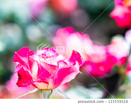 Beautiful early summer scenery, spring roses in full bloom with scented beauty Beautiful early summer scenery, spring roses in full bloom with scented beauty 115559328