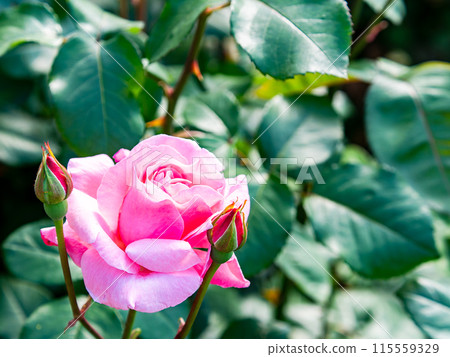 Beautiful early summer scenery, spring roses in full bloom with scented beauty Beautiful early summer scenery, spring roses in full bloom with scented beauty 115559329