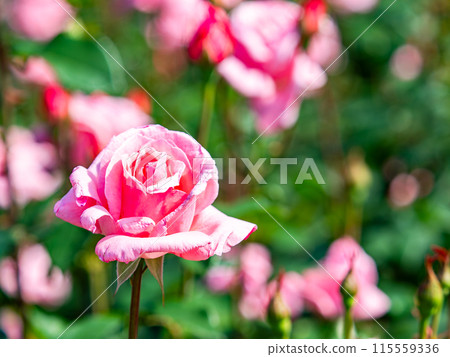 Beautiful early summer scenery, spring roses in full bloom with scented beauty Beautiful early summer scenery, spring roses in full bloom with scented beauty 115559336