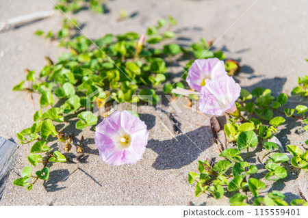 Sea Bindweed flowers blooming on a beach damaged by the tsunami 115559401