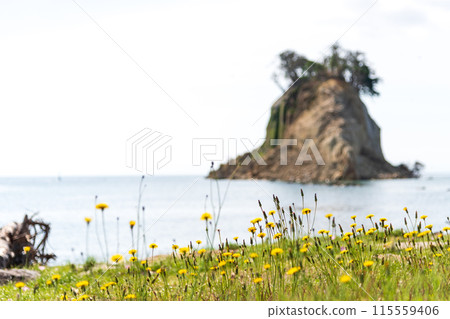 受海嘯破壞的海岸和因地震而形狀發生巨大變化的見附島盛開著黃色的花朵。 115559406