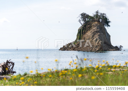 Yellow flowers blooming on the tsunami-damaged coast and Mitsuke Island, whose shape was greatly altered by the earthquake 115559408