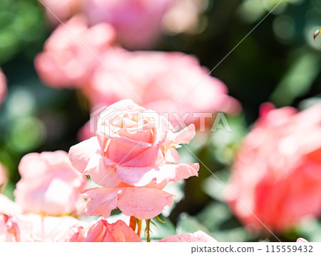 美麗的初夏風光，春天的玫瑰盛開，芬芳的美麗 115559432