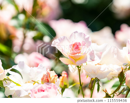 美麗的初夏風光，春天的玫瑰盛開，芬芳的美麗 115559436