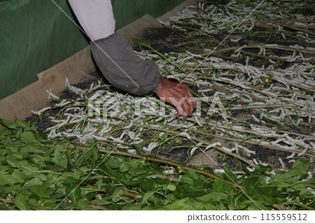 Close-up of an elderly silkworm farmer's hand checking the condition of the silkworms Close-up of an elderly silkworm farmer's hand checking the condition of the silkworms 115559512