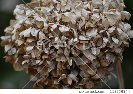 Dried flower  115559544