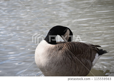 池塘裡游泳的鳥兒 池塘裡游泳的鳥兒 115559563