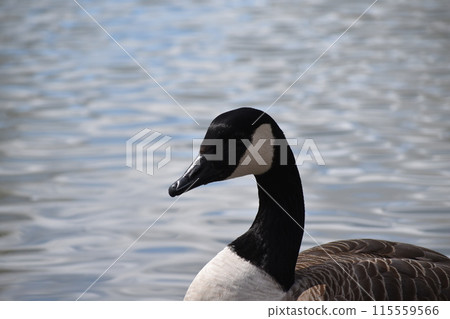 池塘裡游泳的鳥兒 池塘裡游泳的鳥兒 115559566
