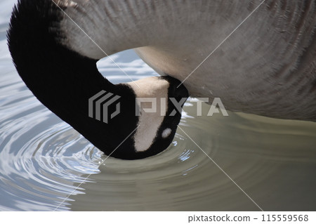 池塘裡游泳的鳥兒 115559568