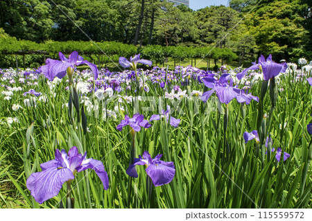 Tokyo, Koishikawa Korakuen, Iris Field, National Historic Site 115559572