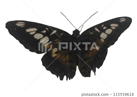 Tropical Butterfly Isolated on White Background. Tropical Butterfly Isolated on White Background. 115559618