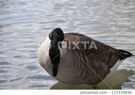 Swans swim in the pond Swans swim in the pond 115559690