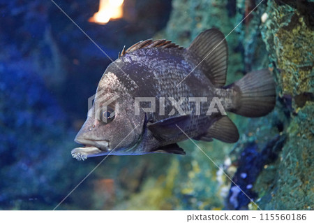 Bearded Bearded 115560186