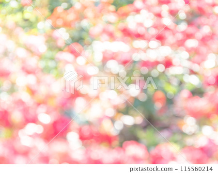 背景材質:圓點的反射,色彩繽紛,明亮的春天影像,如花田。 背景材質:圓點的反射,色彩繽紛,明亮的春天影像,如花田。 115560214