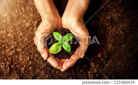 Top View of Farmer wrinkled Hands Protecting a Young Plant Above the Ground - Generative Ai 115560434