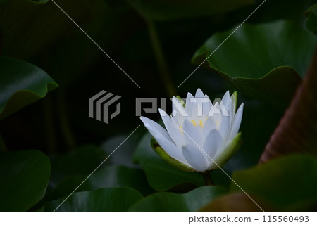 White Lotus Flower White Lotus Flower 115560493