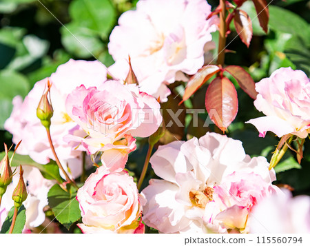 美麗的初夏風光，春天的玫瑰盛開，芬芳的美麗 115560794