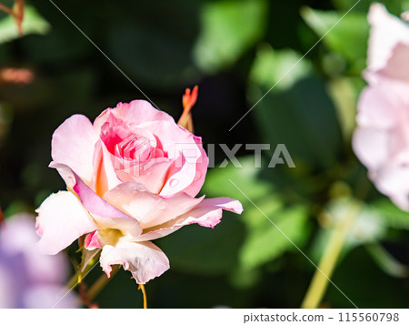 美麗的初夏風光，春天的玫瑰盛開，芬芳的美麗 115560798