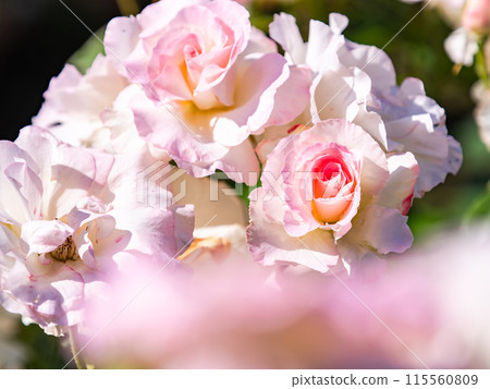 Beautiful early summer scenery, spring roses in full bloom with scented beauty 115560809