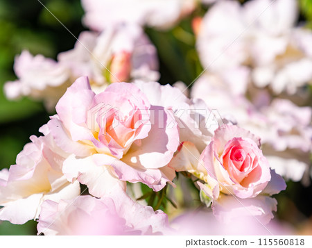 Beautiful early summer scenery, spring roses in full bloom with scented beauty Beautiful early summer scenery, spring roses in full bloom with scented beauty 115560818