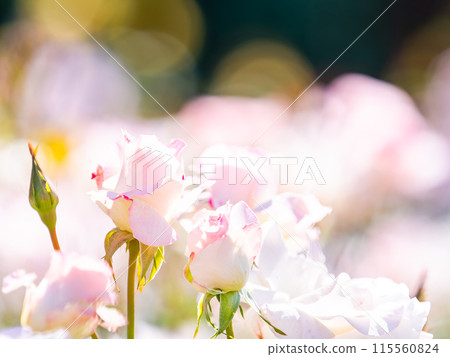 Beautiful early summer scenery, spring roses in full bloom with scented beauty 115560824