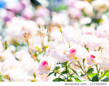 Beautiful early summer scenery, spring roses in full bloom with scented beauty 115560849