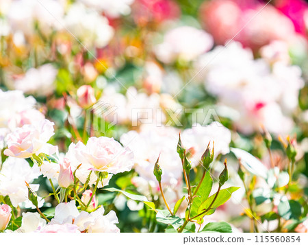Beautiful early summer scenery, spring roses in full bloom with scented beauty Beautiful early summer scenery, spring roses in full bloom with scented beauty 115560854