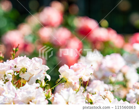 Beautiful early summer scenery, spring roses in full bloom with scented beauty 115560863