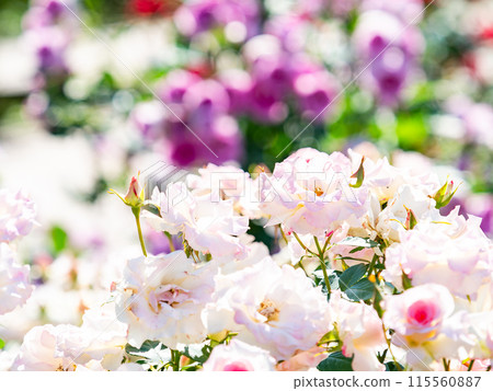 Beautiful early summer scenery, spring roses in full bloom with scented beauty Beautiful early summer scenery, spring roses in full bloom with scented beauty 115560887