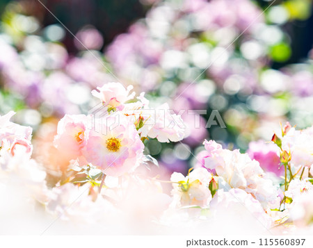 Beautiful early summer scenery, spring roses in full bloom with scented beauty 115560897
