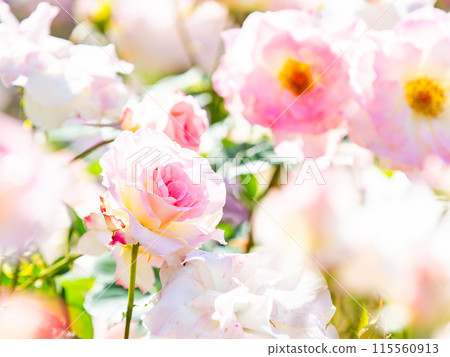 Beautiful early summer scenery, spring roses in full bloom with scented beauty 115560913