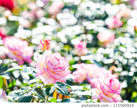 美麗的初夏風光，春天的玫瑰盛開，芬芳的美麗 115560928