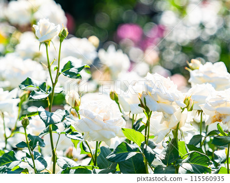 Beautiful early summer scenery, spring roses in full bloom with scented beauty 115560935