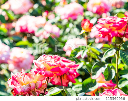 Beautiful early summer scenery, spring roses in full bloom with scented beauty 115560936