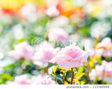 美麗的初夏風光，春天的玫瑰盛開，芬芳的美麗 115560946