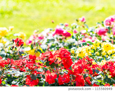 美麗的初夏風光，春天的玫瑰盛開，芬芳的美麗 115560949