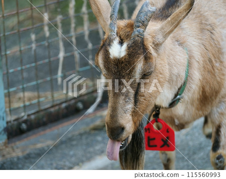 多摩動物公園飼養的山羊 多摩動物公園飼養的山羊 115560993