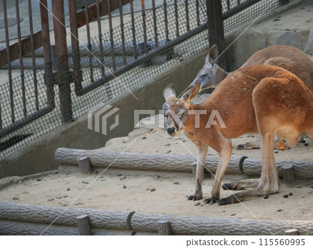 多摩動物公園飼養的袋鼠 多摩動物公園飼養的袋鼠 115560995