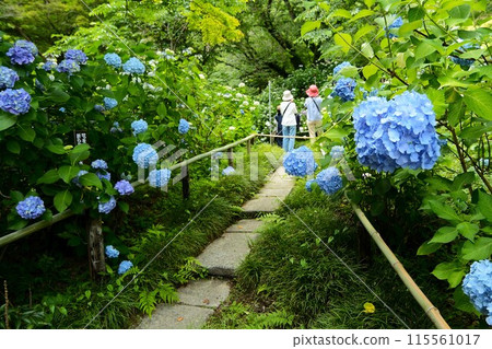 See hydrangeas blooming on a sunny day during the rainy season See hydrangeas blooming on a sunny day during the rainy season 115561017