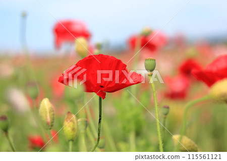 Poppy flowers Poppy flowers 115561121