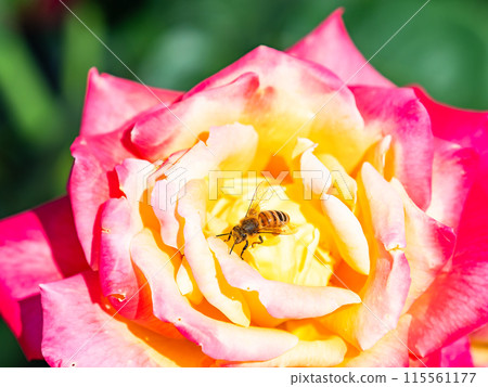 A beautiful early summer scene: fragrant, beautiful, blooming spring roses and cute bees 115561177