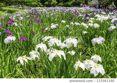 Tokyo, Koishikawa Korakuen, Iris Field, National Historic Site 115561180