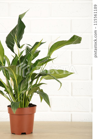 Spathiphyllum plant with flowers in flower pot on white background. Houseplant Spathiphyllum plant with flowers in flower pot on white background. Houseplant 115561189