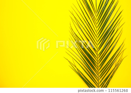 Green leaves of palm tree on yellow background, top view Green leaves of palm tree on yellow background, top view 115561268